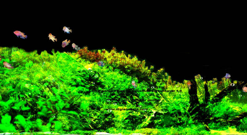 Redhead Cichlid Aquarium Screensaver Screenshot